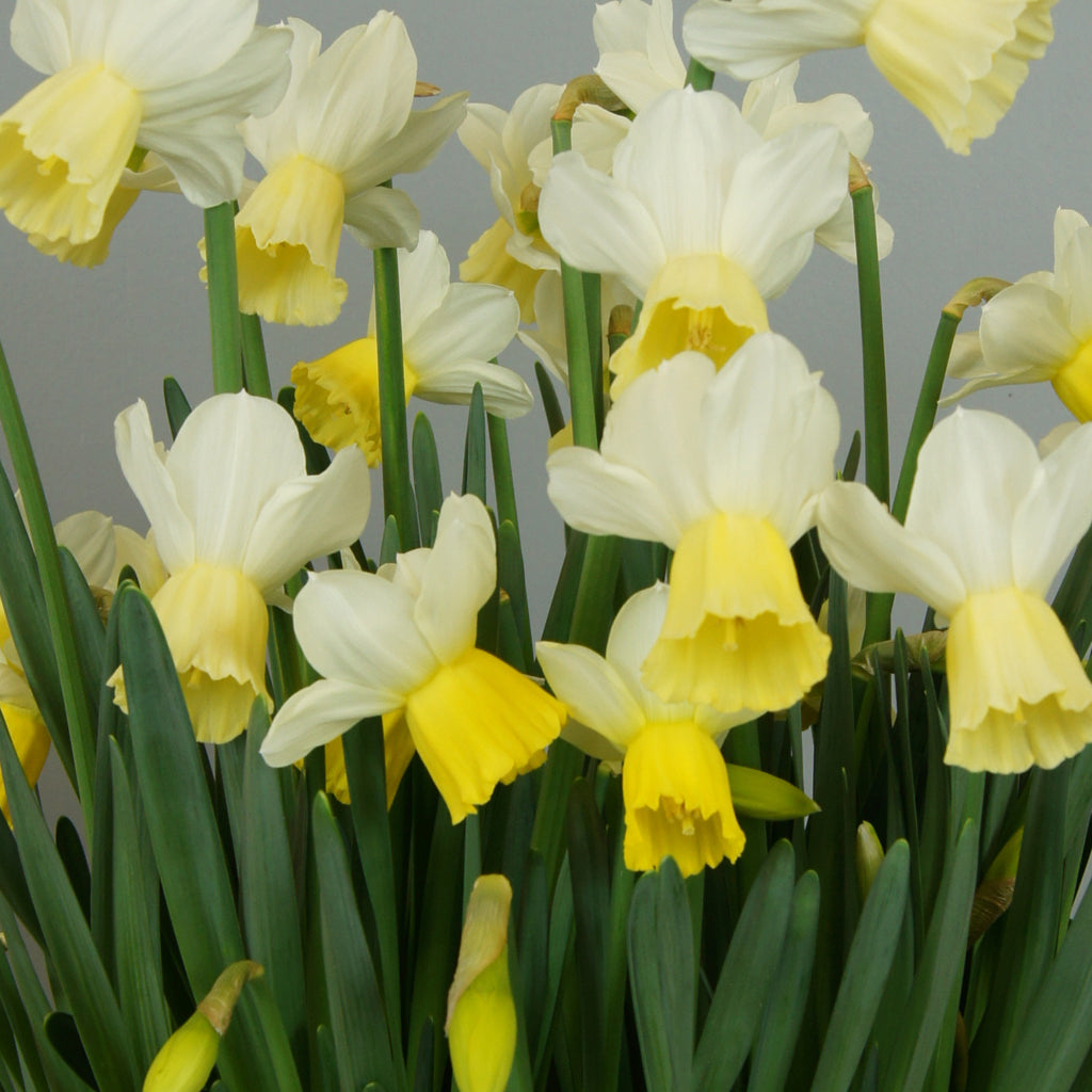 Potted Daffodil - White with yellow cup - 6&quot;
