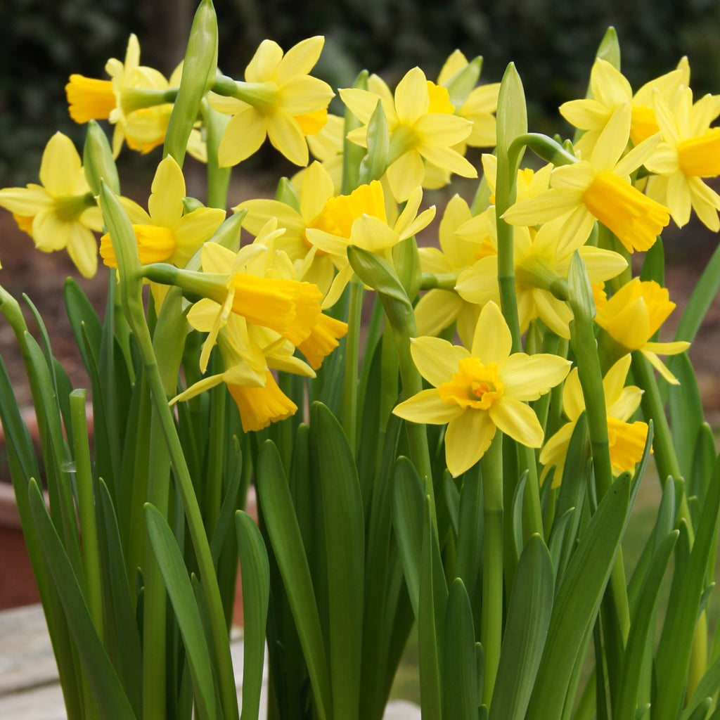 Potted Daffodil -  Tete a Tete  - 4&quot;