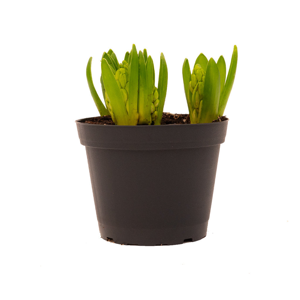 Indoor Potted Hyacinth - White