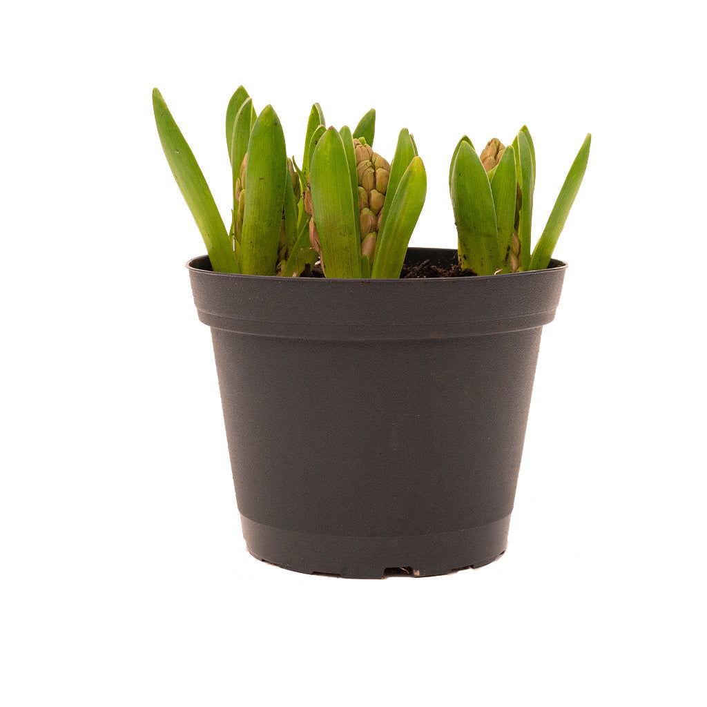 Indoor Potted Hyacinth - Pink