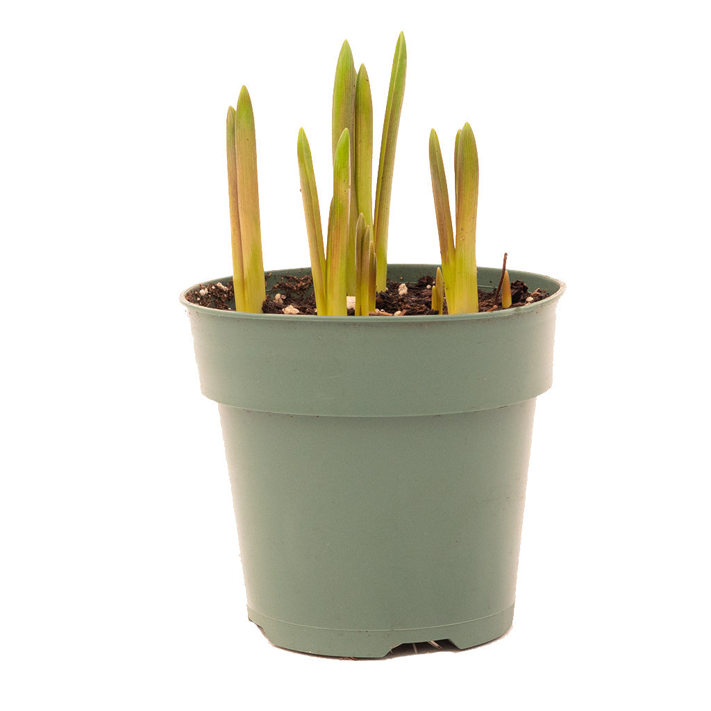 Indoor Potted Muscari - White  - 4"