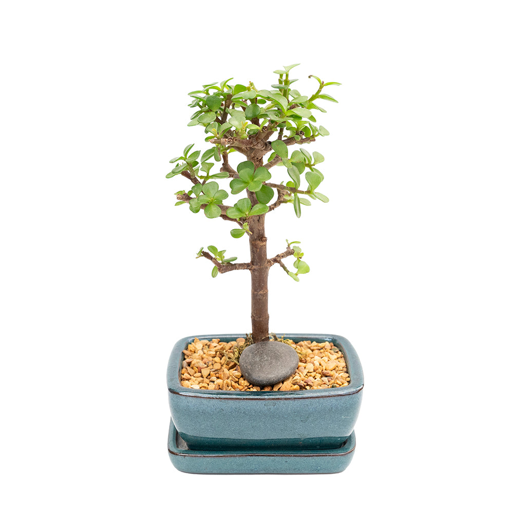 Bonsai Mini Jade