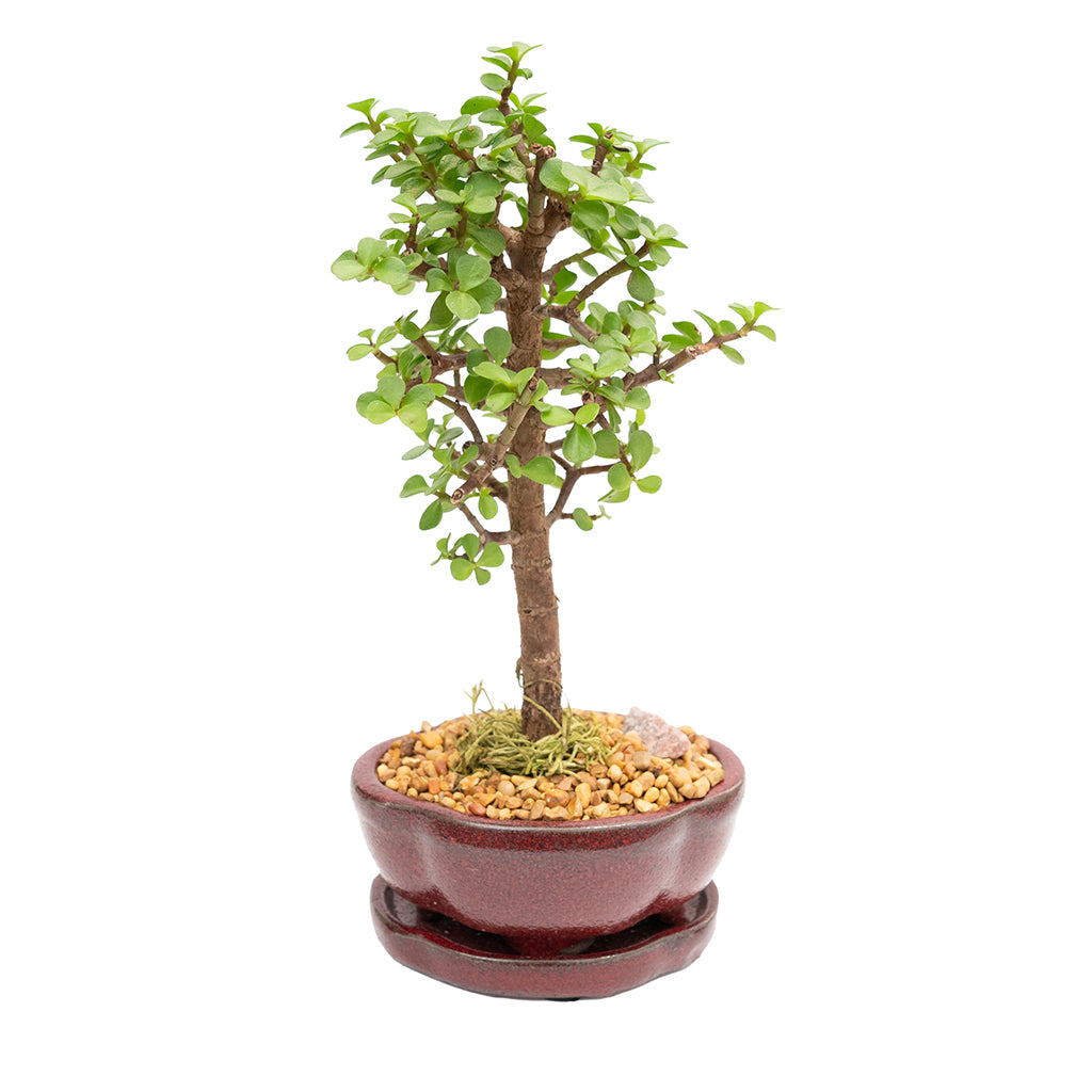 Bonsai Mini Jade