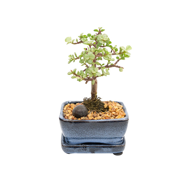 zen jade reflections bonsai plant Bonsai Mini Jade