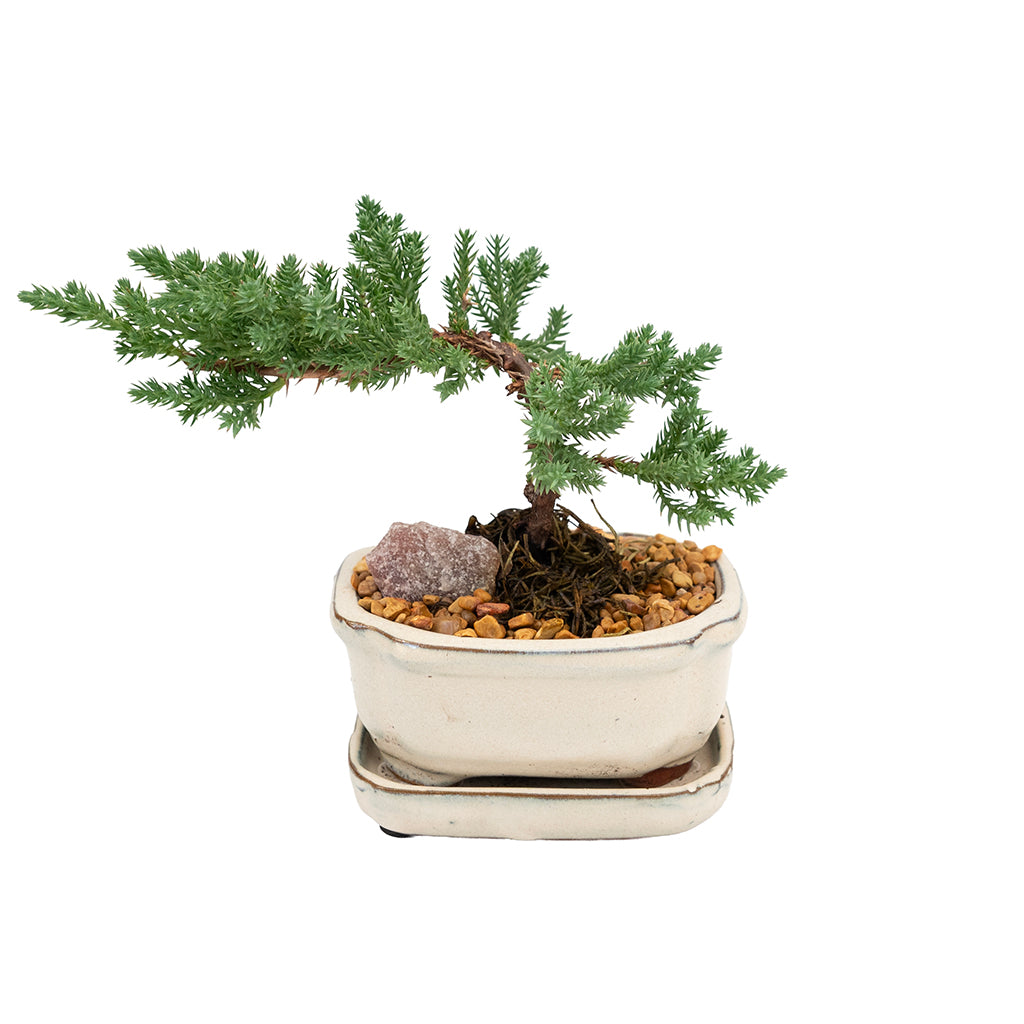 Bonsai Juniper Ceramic 4"