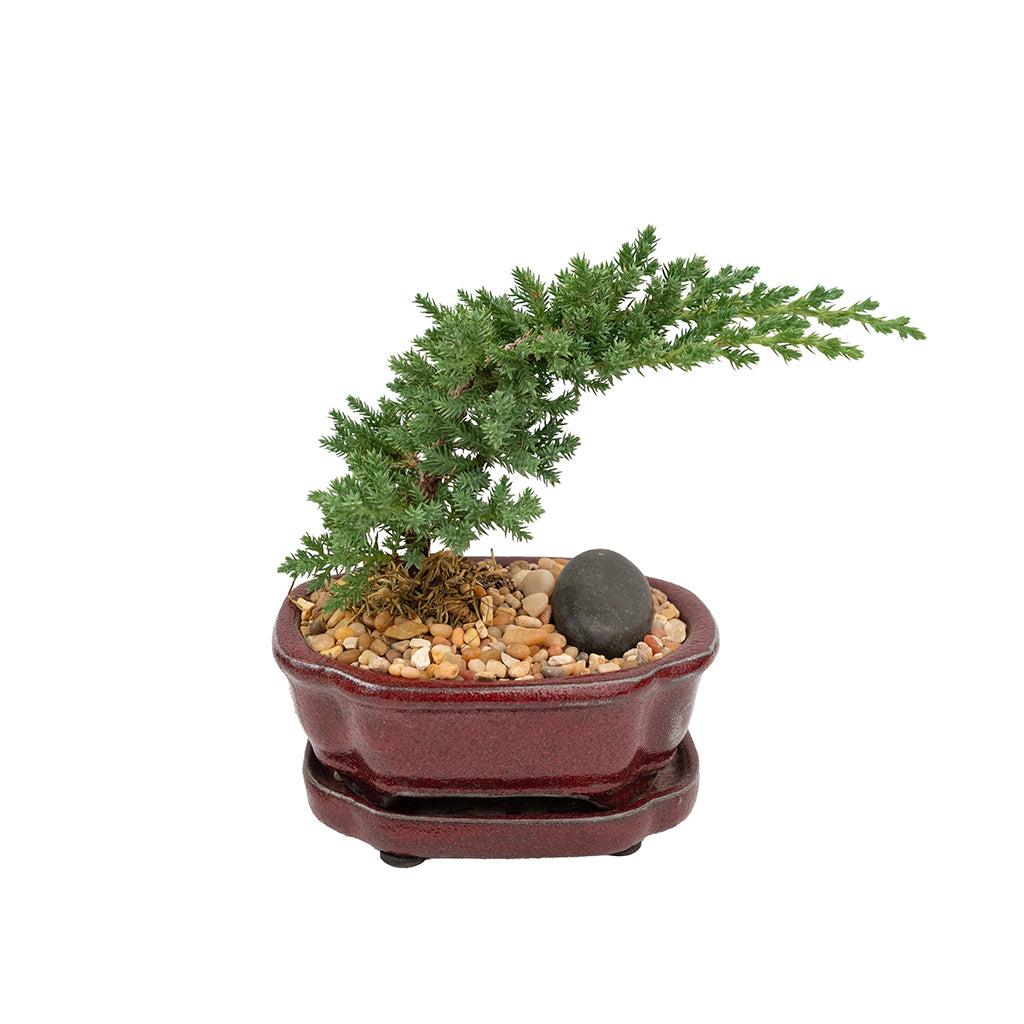 Bonsai Juniper Ceramic 4"