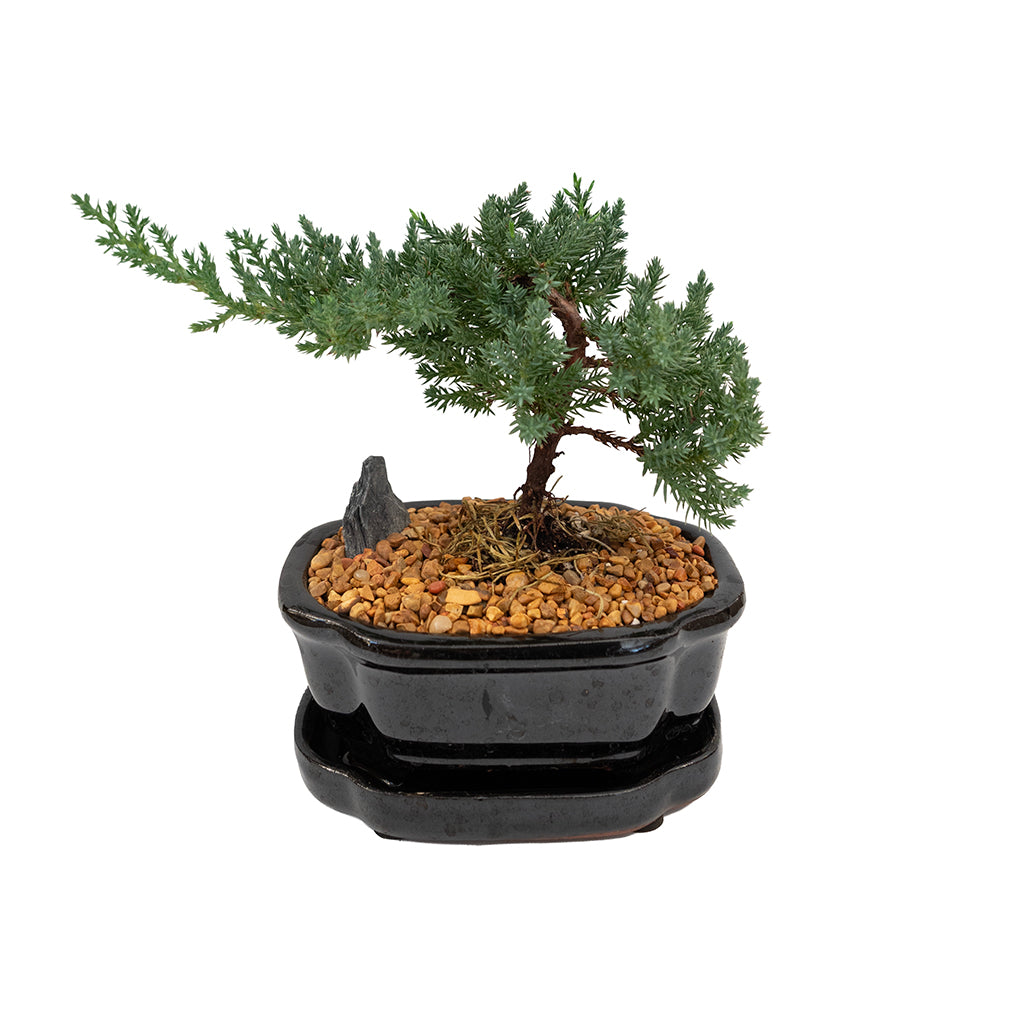 Bonsai Juniper Ceramic 4"