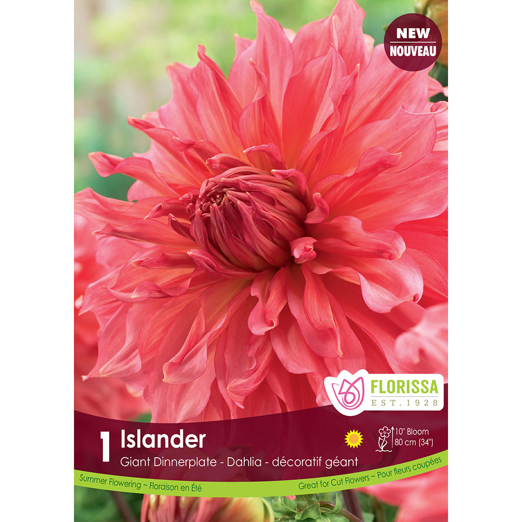 Dinnerplate Dahlia Islander 1/PK