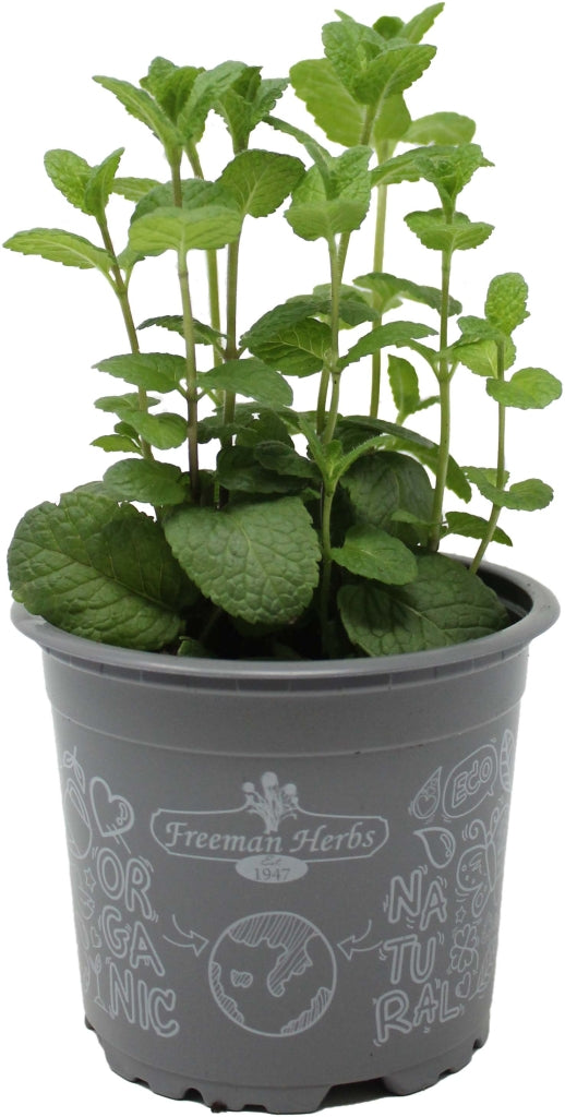Organic Mint Spearmint