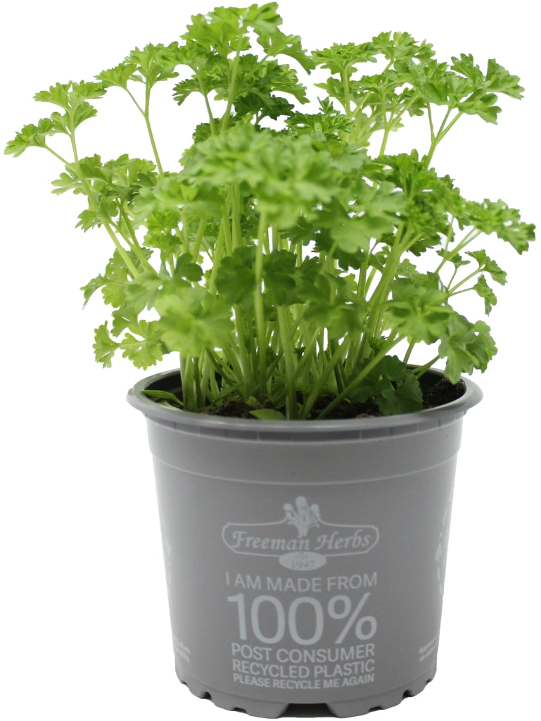 Organic Parsley Curled