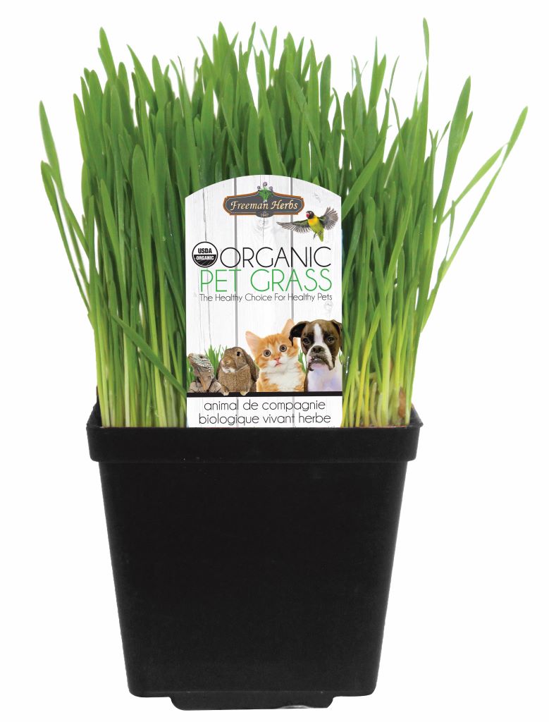 Organic Cat Grass