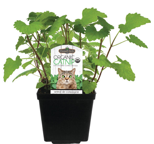 Organic Catnip