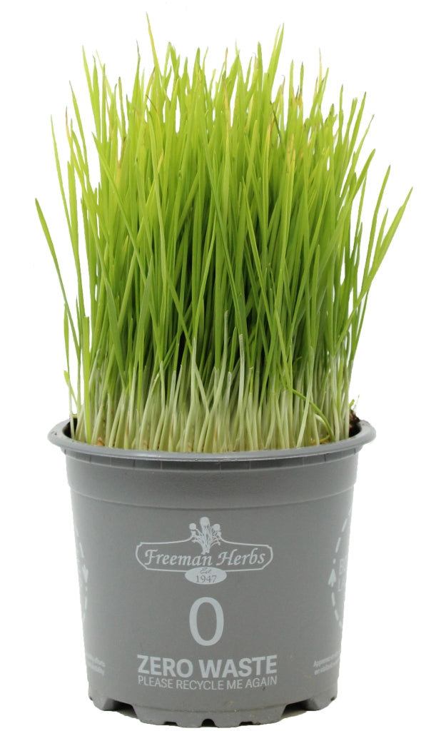 Organic Wheat Grass