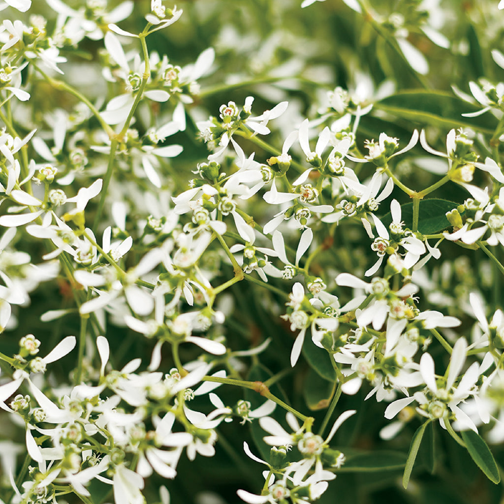 Add this classic annual charm to your garden landscapes. This plant thrives in the sun and flowers in spring and summer as an extremely adaptable plant to drought and heat.