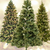 An image containing three different types of Everlasting Christmas Trees