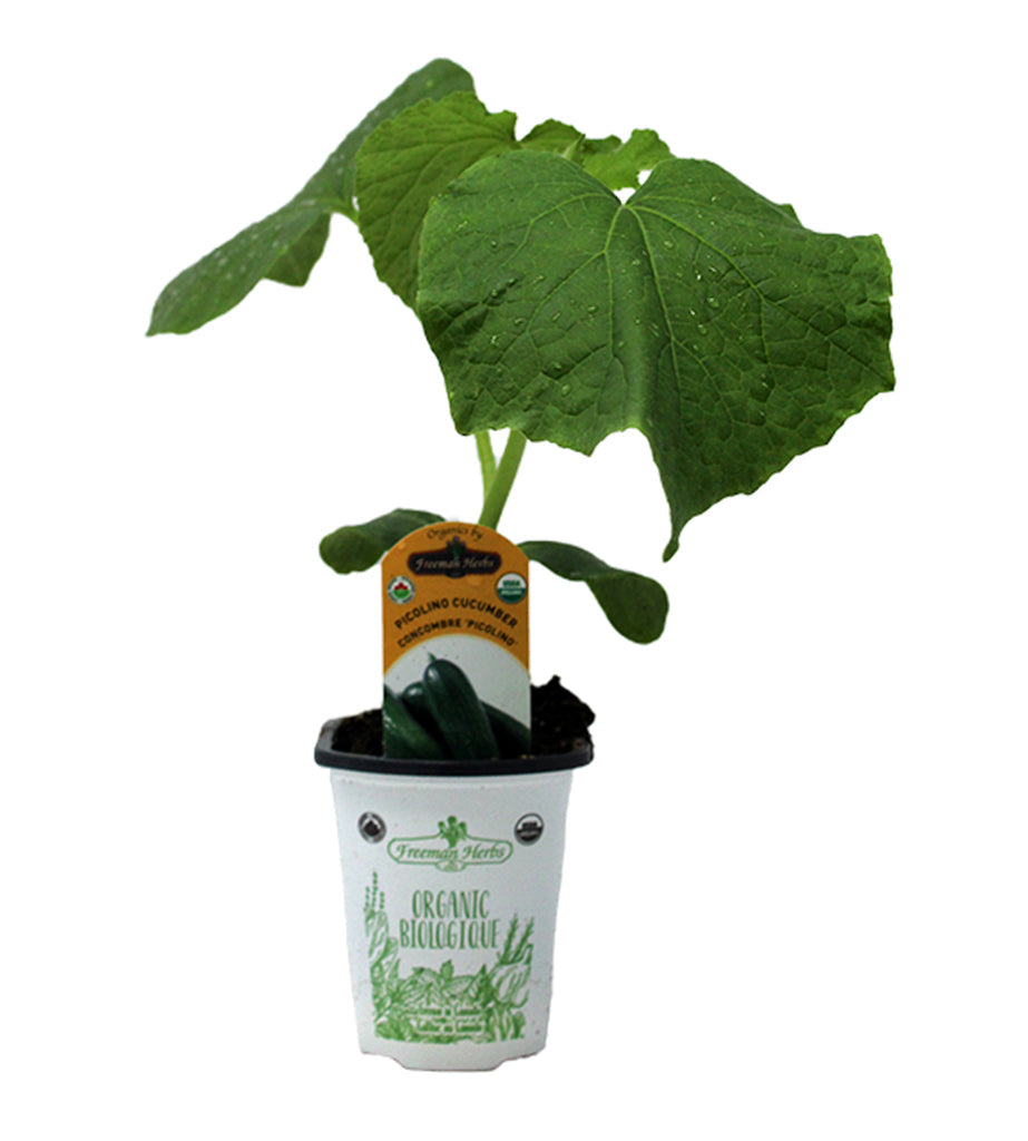 Organic Cucumber Picolino 4&quot;