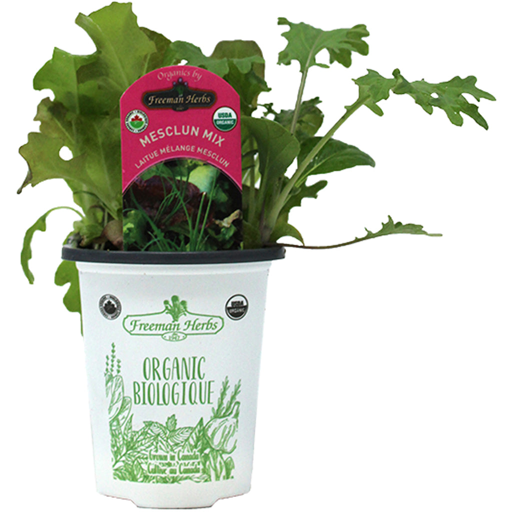 Organic Mesclun Mix 4"
