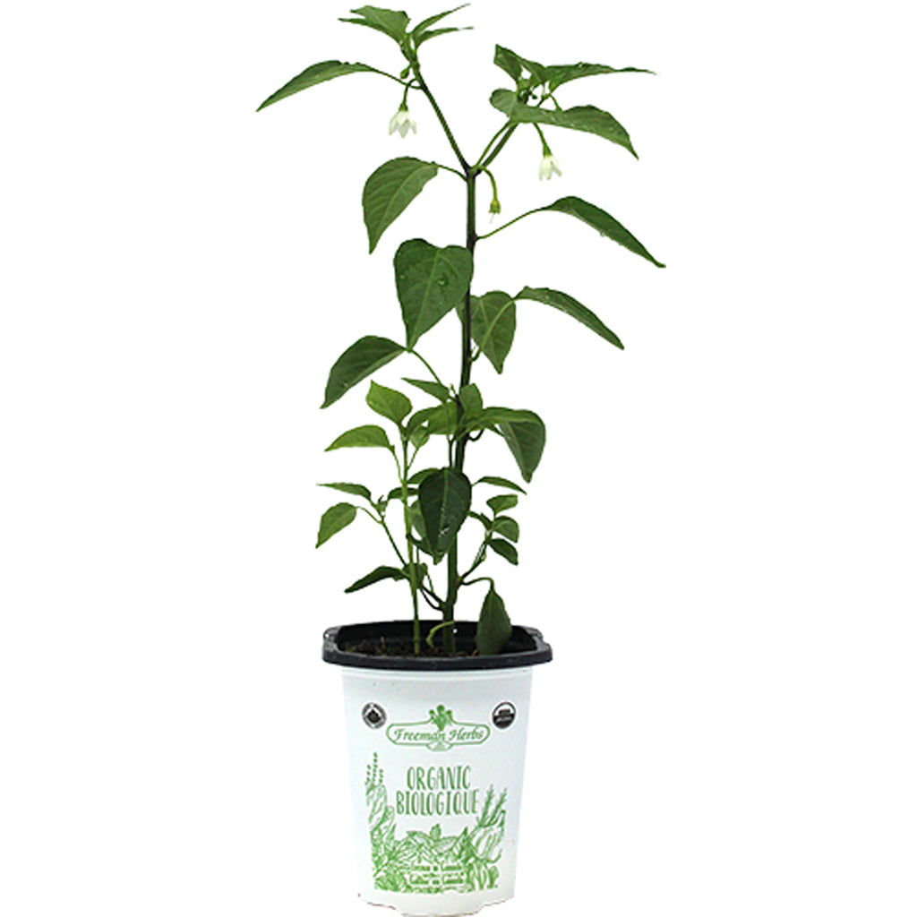 Organic Pepper Cayenne 4"