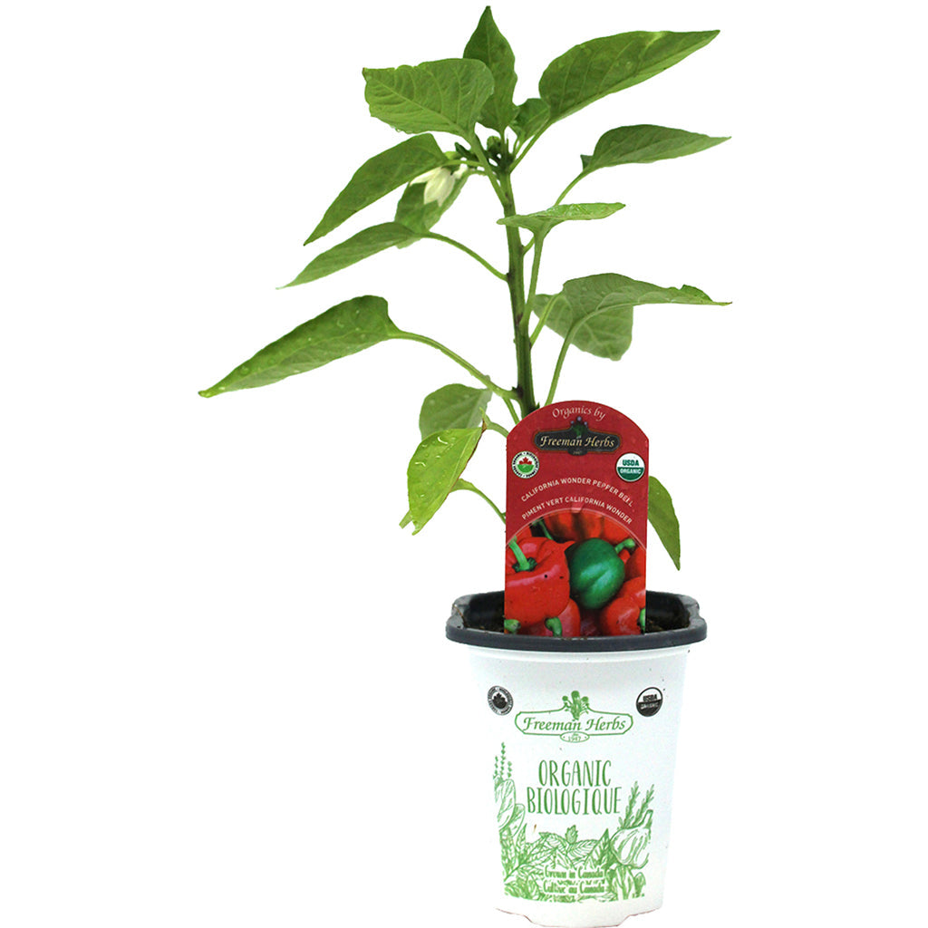 Organic Pepper California Wonder Bell 4"