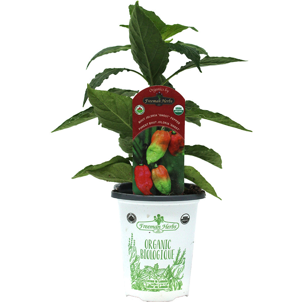 Organic Pepper Ghost Bhut Jolokia 4"