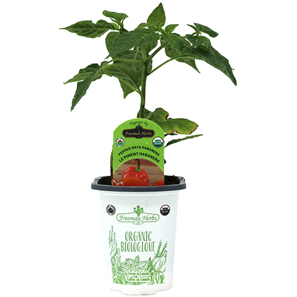 Organic Pepper Habanero Maya Red 4"