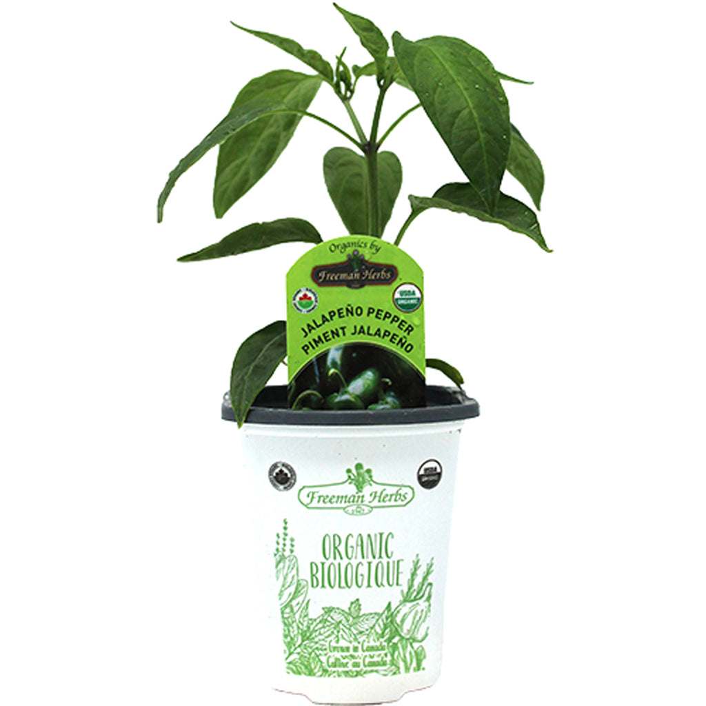 Organic Pepper Jalapeno 4"