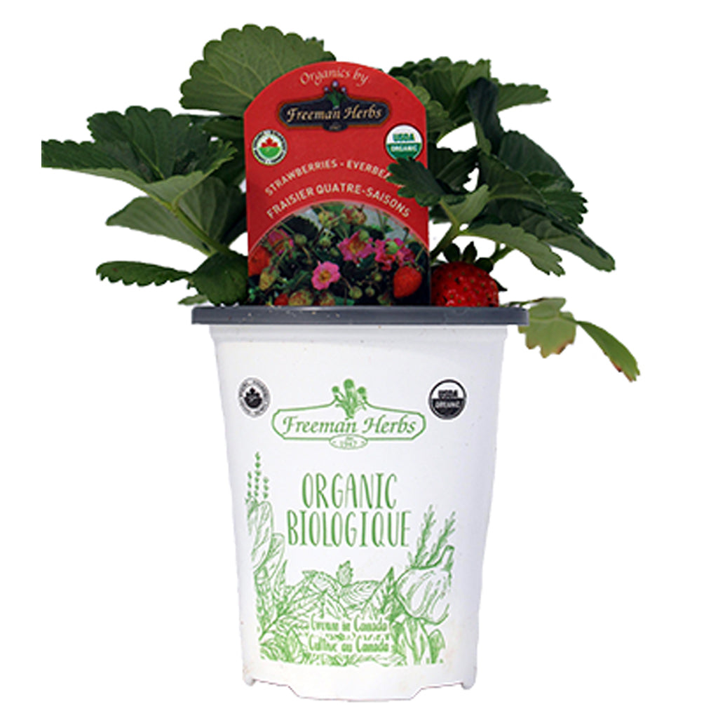 Strawberries - Everbearing