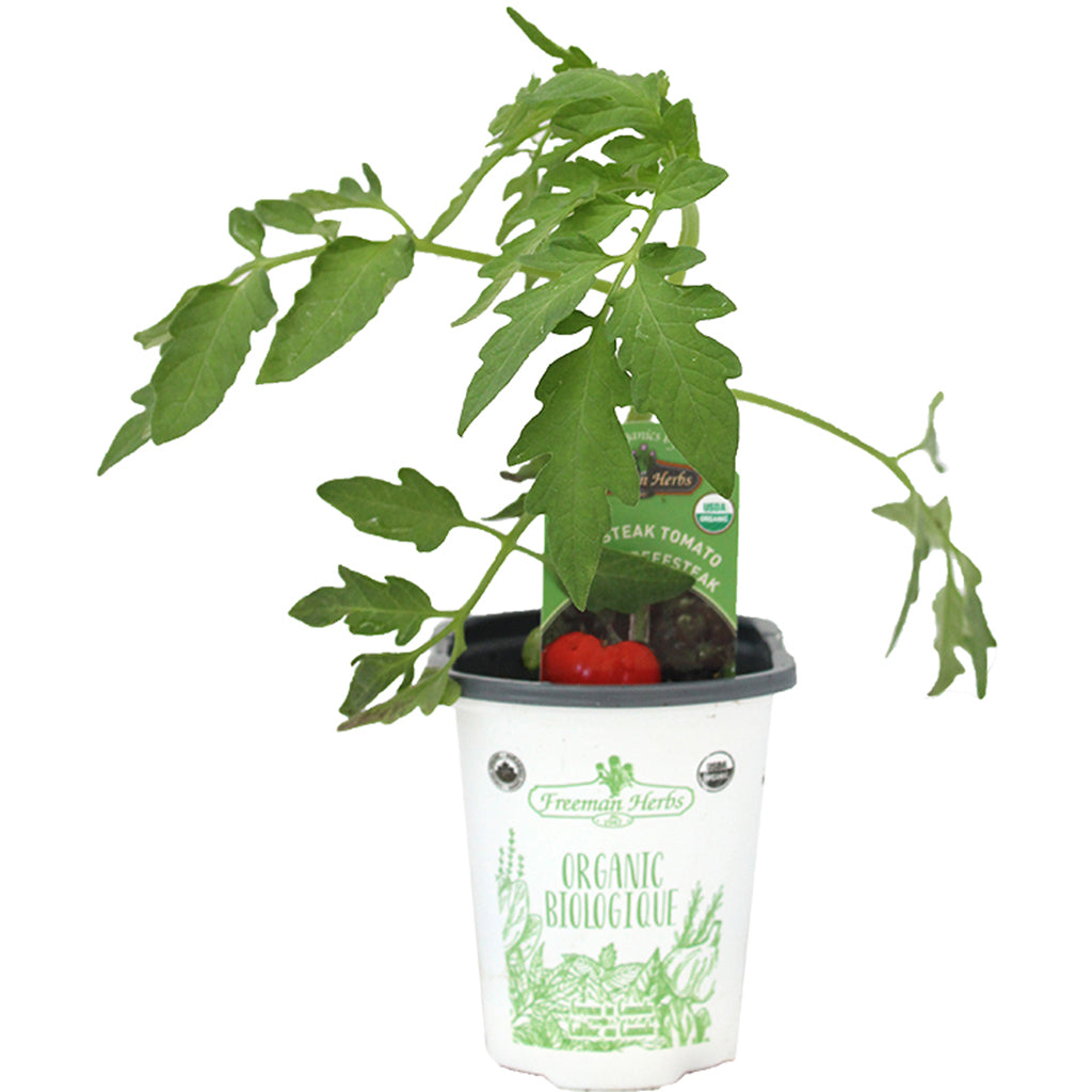 Organic Tomato Beefsteak 4"