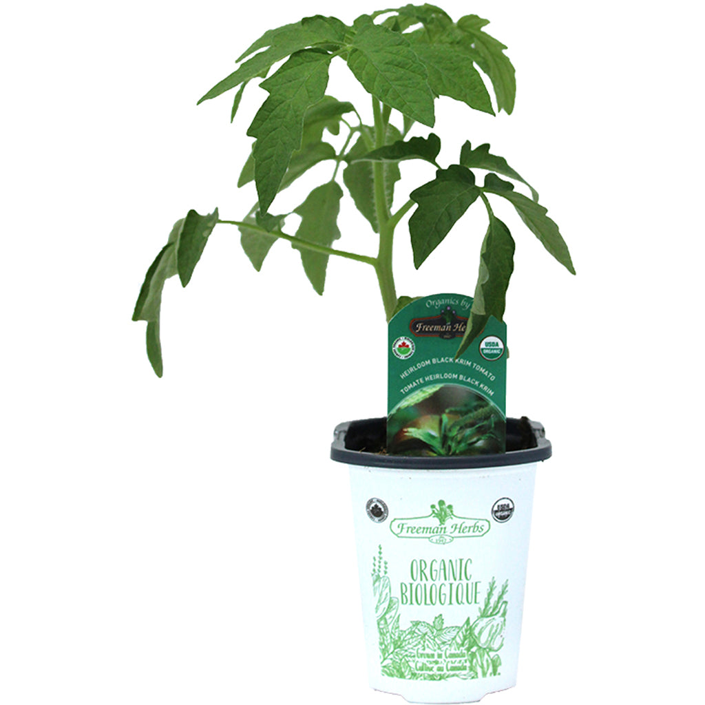 Organic Tomato Black Krim Heirloom 4"