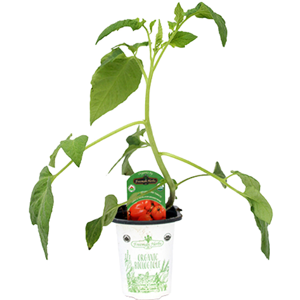 Organic Tomato Brandywine Heirloom 4"