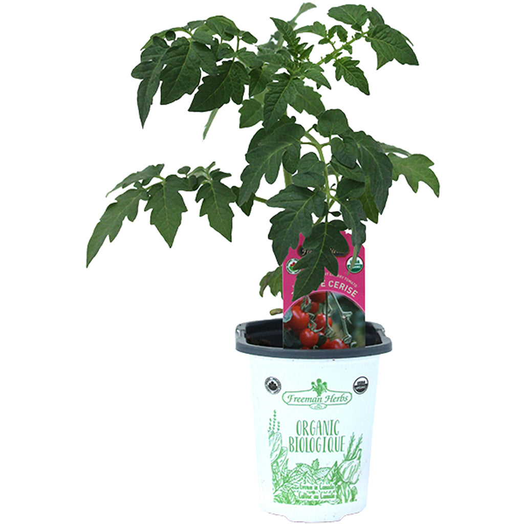 Organic Tomato Cherry 4"