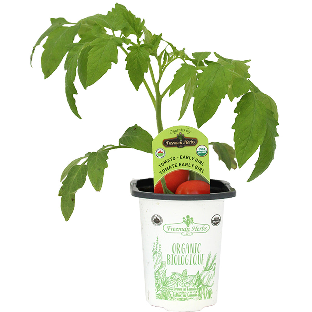 Organic Tomato Early Girl 4"