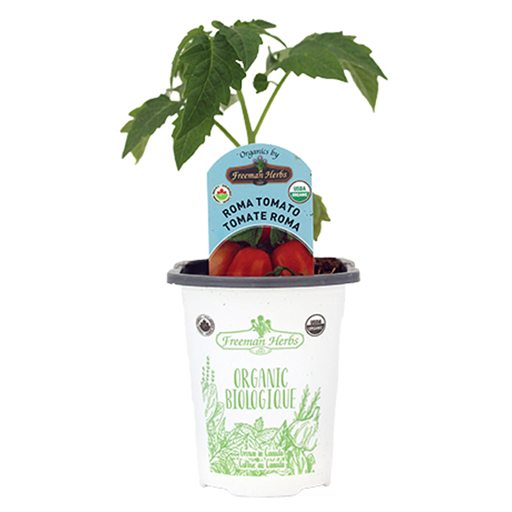 Organic Tomato Roma 4"