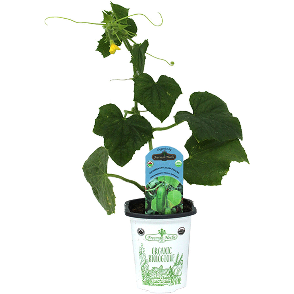 Organic Cucumber Pickling Little Leaf 4"