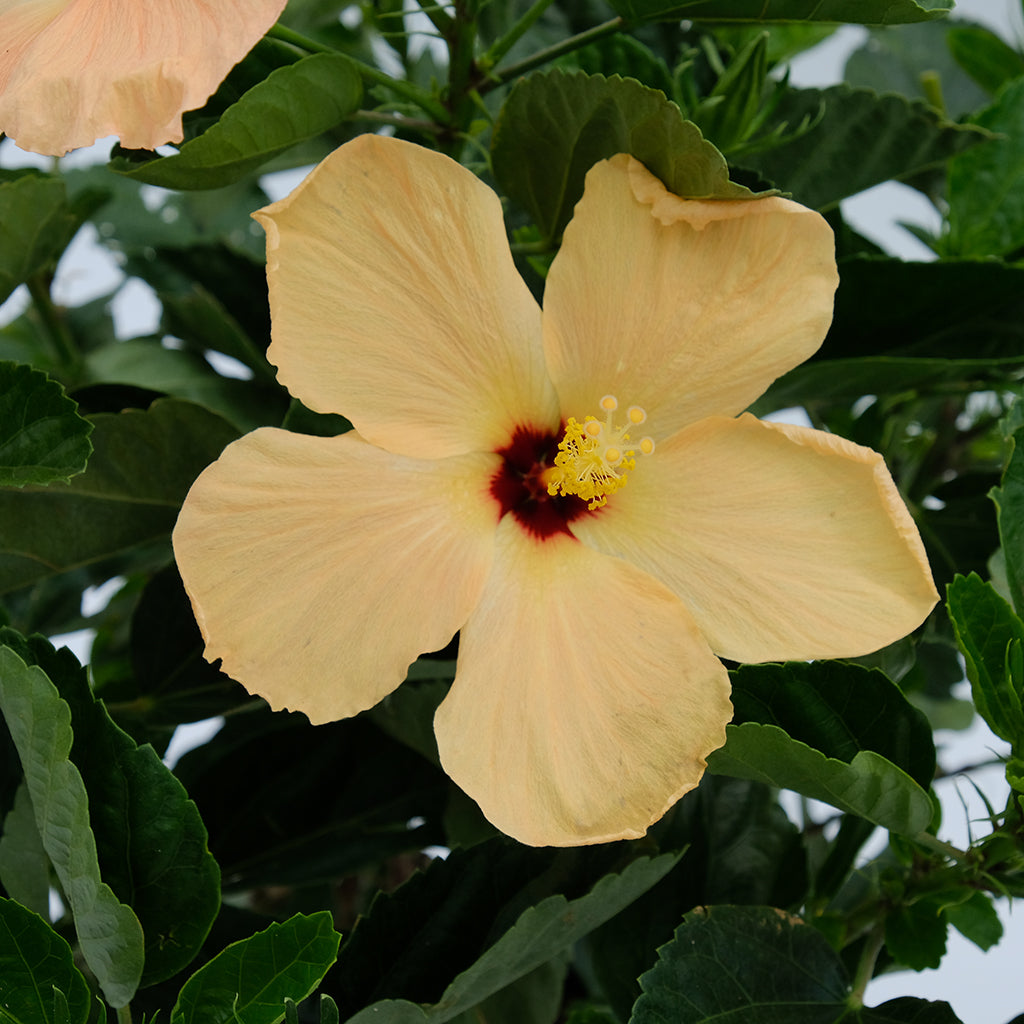 Hibiscus Bush Asst 10"