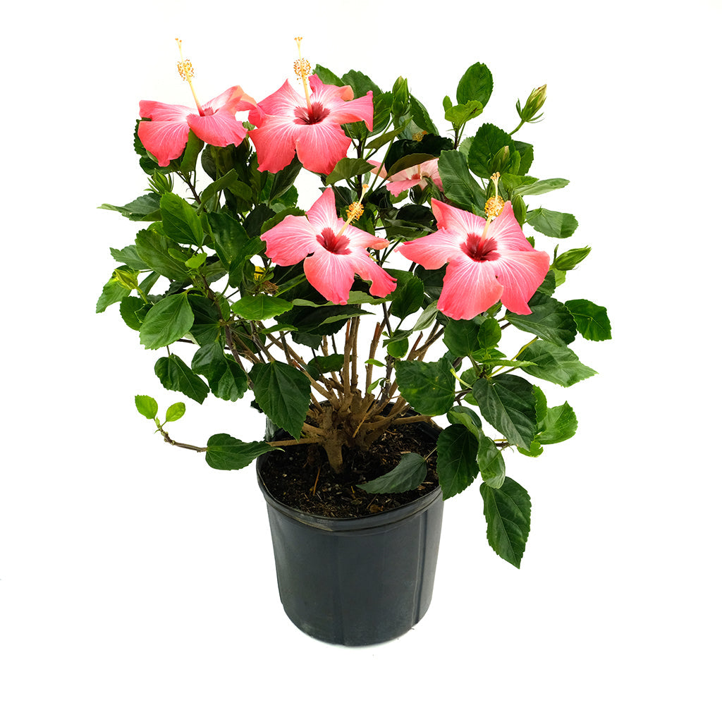 Hibiscus Bush Asst 10"