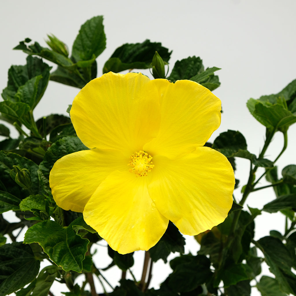 Hibiscus Bush Asst 10"