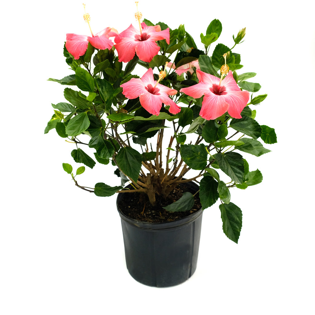 Hibiscus Bush Asst 10"