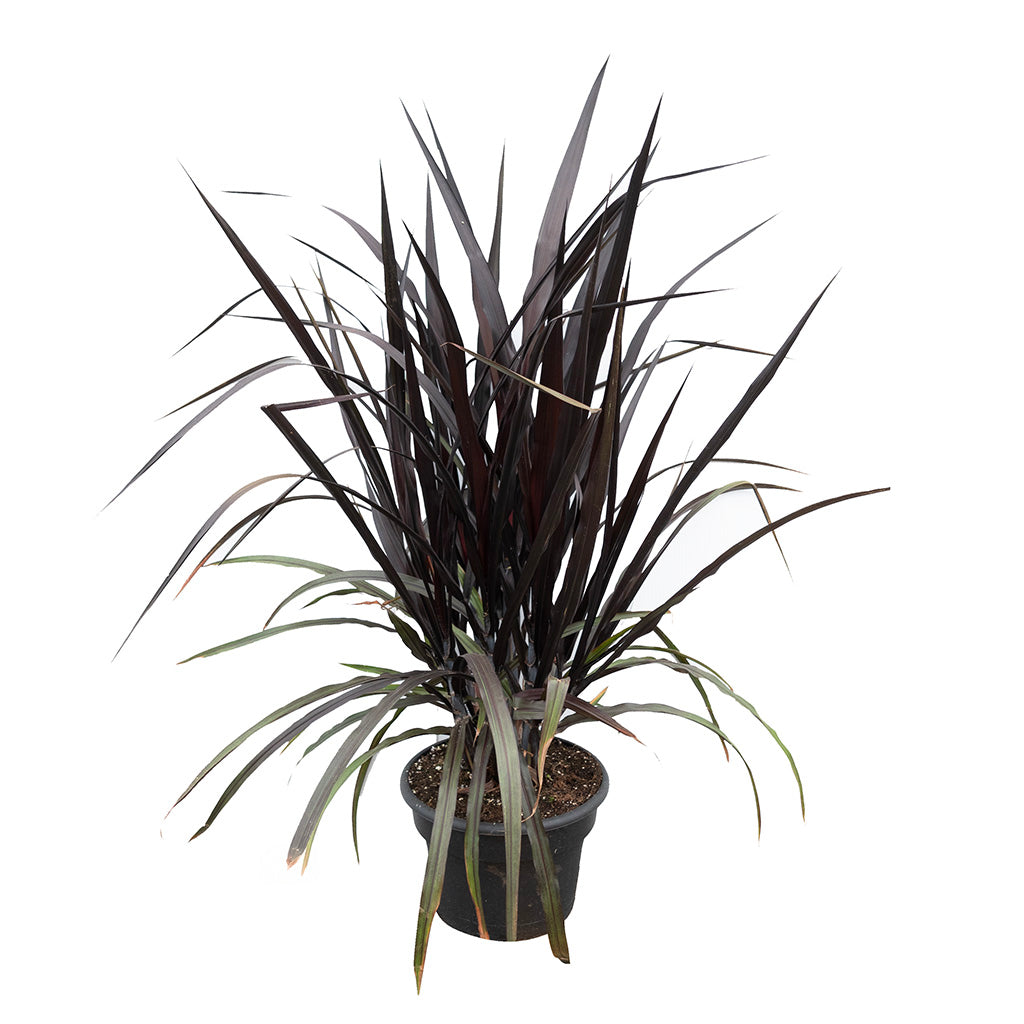 Annual Grasses 1 Gallon