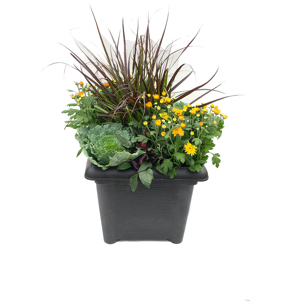 Fall Annuals - Square Planter 14"