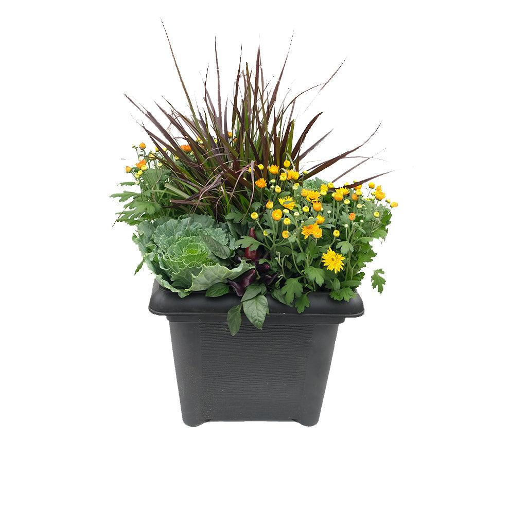 Elevate your fall décor with the Fall Annuals in a 14-inch Square Planter, a harmonious blend of contrasting colors that combines rich greens and striking dark hues from ornamental grasses. This captivating arrangement also features bright and cheerful annual flowers, creating a dynamic and eye-catching display that embodies the essence of the season. 