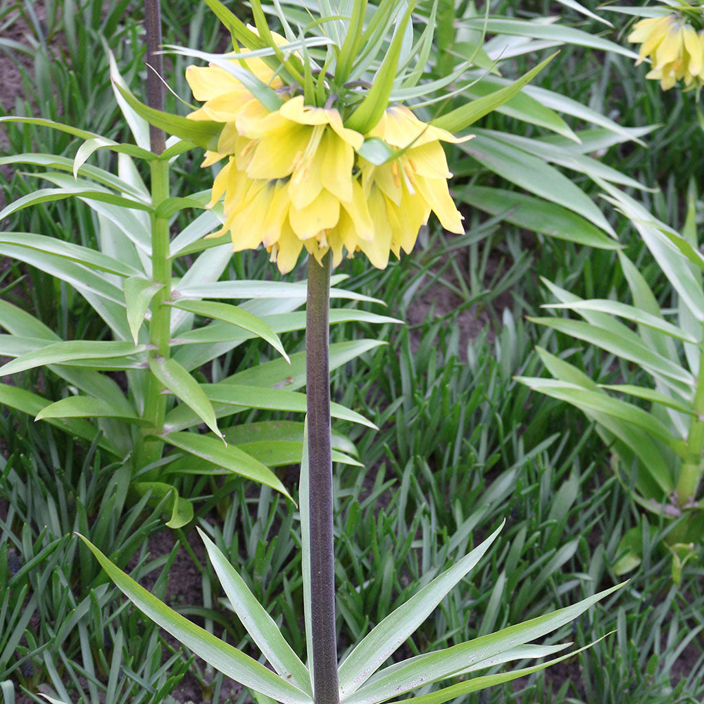 Fritillaria Early Fantasy