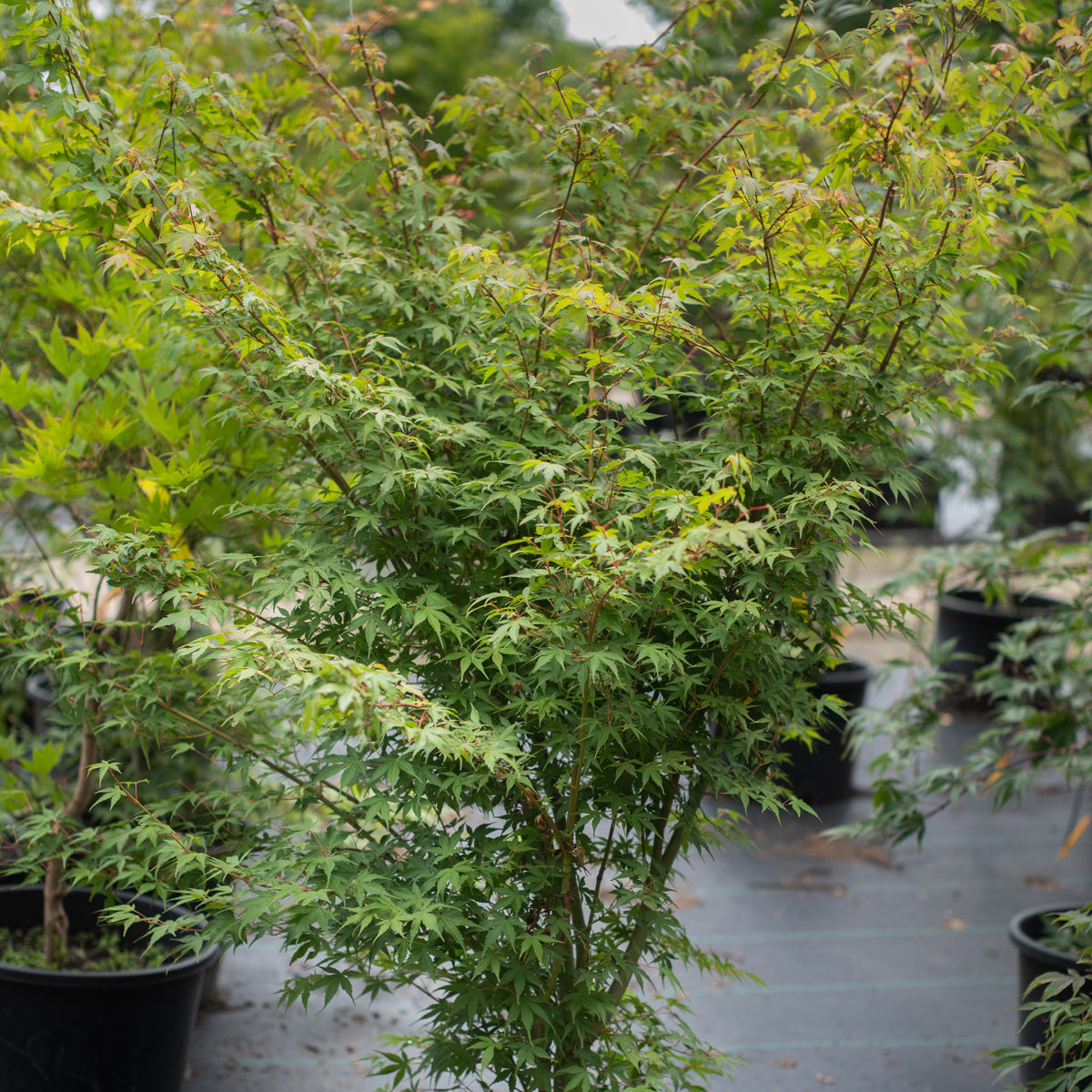 Katsura Japanese Maple #10 CG