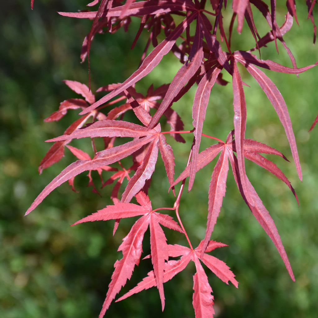 Red Spider Japanese Maple #10 Cg