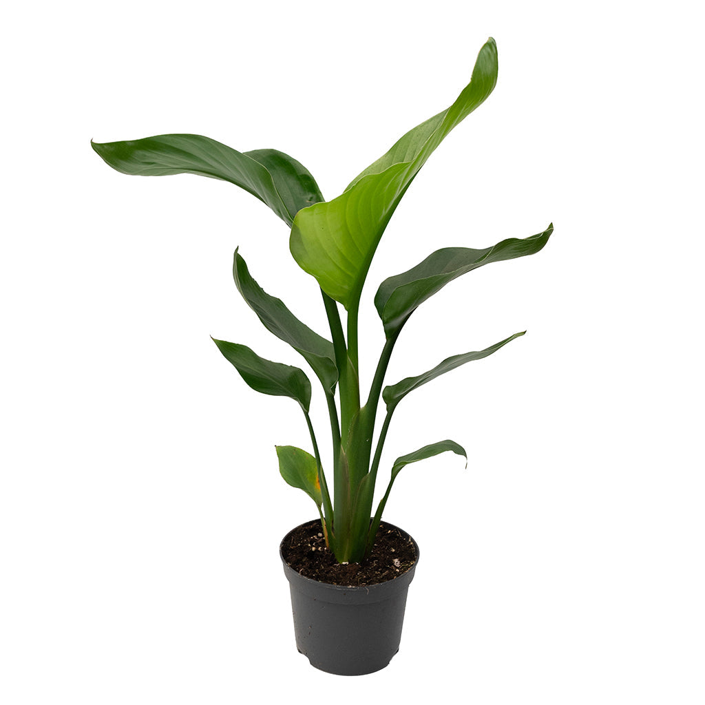 Strelitzia Nicolai/White Bird Of Paradise 6"