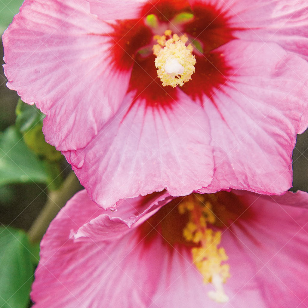 Rose Satin® Rose Of Sharon