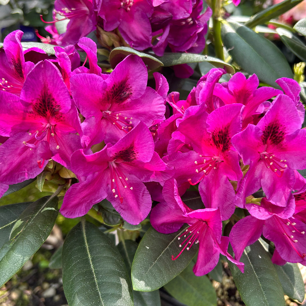 Wojnar&#39;s Purple Rhododendron