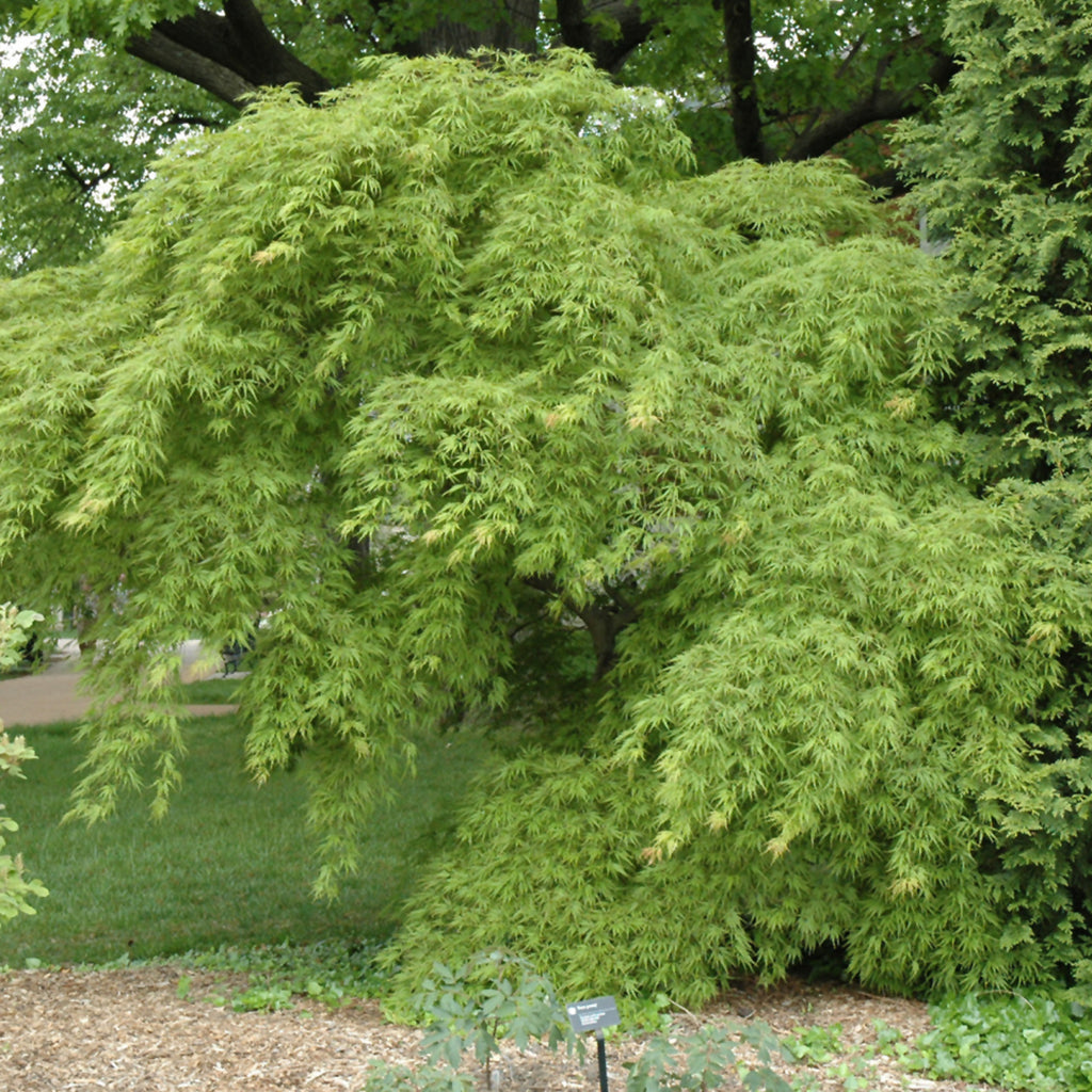 Germaine'S Gyration Japanese Maple #10 Cg