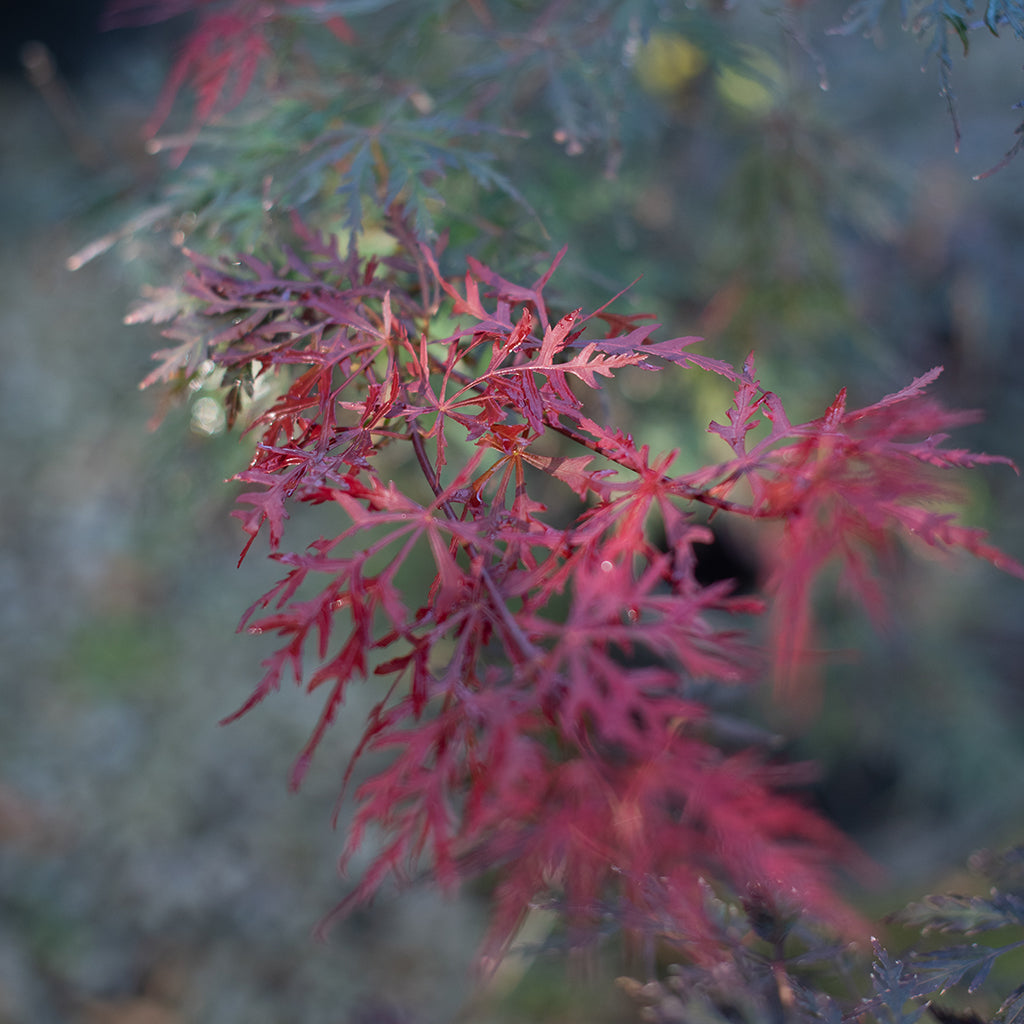Firecracker Japanese Maple