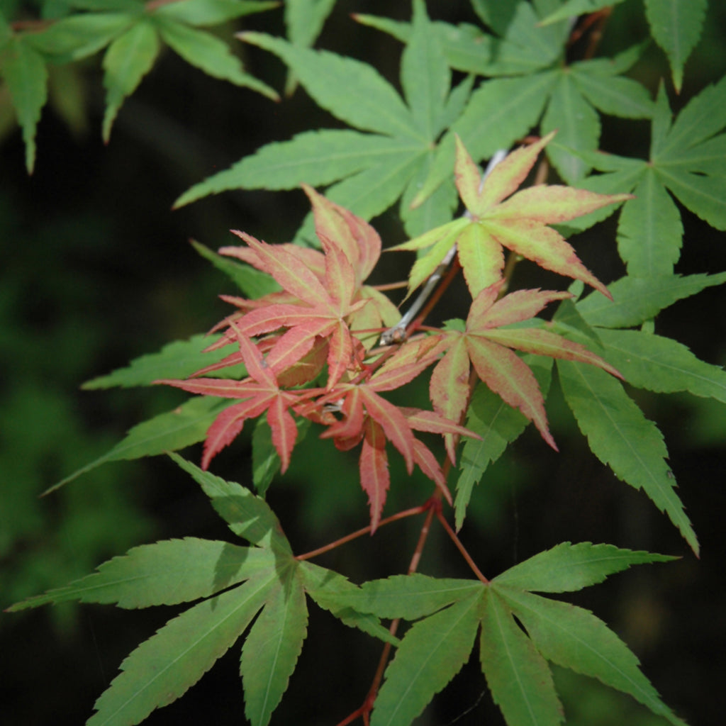 Japanese Maples - Sheridan Nurseries